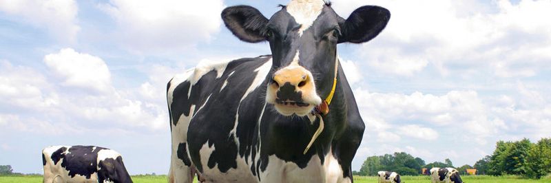 Landwirtschaft 4.0: Schon heute nutzt mehr als jeder Zweite in der Branche (53%) digitale Lösungen.