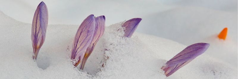Frühling für das Enterprise Service Management