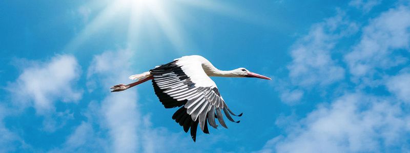 Cloud native - die neue IT bringt nicht der Storch.