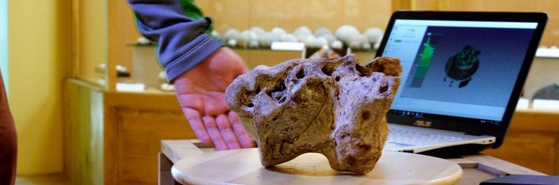 Artec 3D digitalisiert mithilfe seiner 3D-Scanner die paläotologische Privatsammlung von Trayanov.