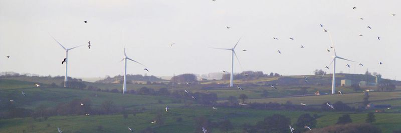 Eine aktuelle Studie meint herausgefunden zu haben, dass Windräder keine „Vogelschredder“ seien, sondern nur „postfaktisches“ Gerede der Naturschützer.