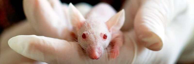 Laut Statista wurden allein 2015 2,8 Millionen Tiere für Tierversuche in Deutschland verwendet.