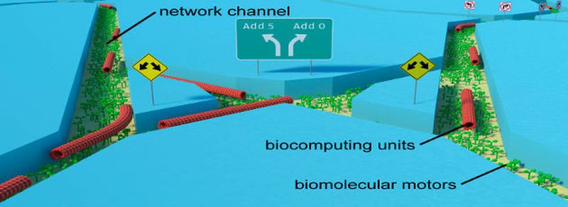 Schema von Bioinformatik-Einheiten, die mit Hilfe von molekularen Motoren durch eine Kreuzung inmitten eines Kanal-Netzwerkes geführt werden: Forscher der Fraunhofer Institute IPS und ENAS sowie der TU Dresden erforschen gemeinsam an Biocomputern, die mit Hilfe von Nanoverbindungen Rechneraufgaben unter geringstem Energieaufwand durchführen sollen.