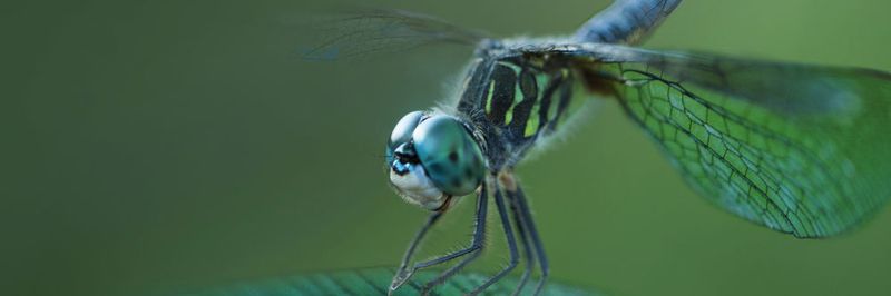 Die leichten Flügel der Libelle werden durch eine komplexe Flügeladerung stabilisiert –
ein bionisches Vorbild für den Leichtbau.