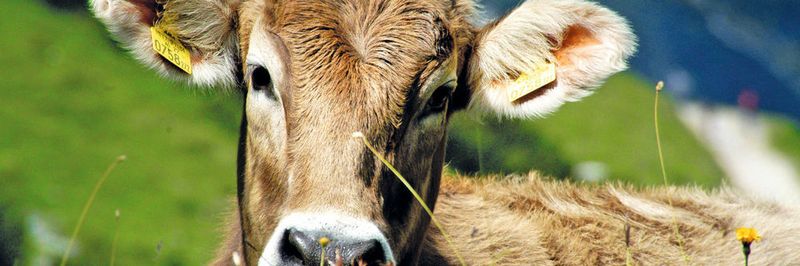 Heumilchkühe verbringen die Sommermonate auf den Almen und Bergbauernhöfen des Zillertals.