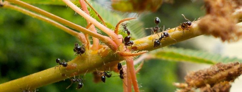 Crematogaster levior, eine südamerikanische Ameisenart, die symbiotisch mit anderen Ameisenarten im selben Nest lebt
