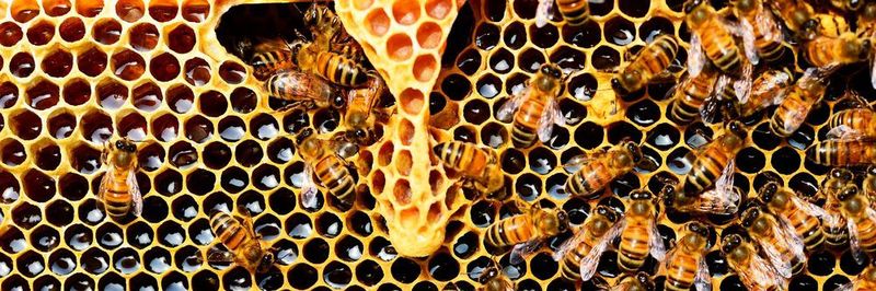 Um Bienen besser überwachen zu können und rechtzeitig mögliche Probleme zu erkennen, hat die Mechatronik-Absolventin Pooyanfar ein Überwachungssystem konstruiert.
