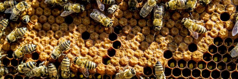 Wo klassische Honeypot-Systeme durch intelligente Angriffe an Ihre Grenzen stoßen, sind Deception-Systeme eine interessante Ergänzug der Security-Infrastruktur.