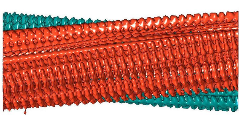 3D-Rekonstruktion einer Amyloid-Fibrille aus zwei Protofilamenten (rot/grün), die aus Kryo-Elektronenmikroskopie-Aufnahmen errechnet wurde.