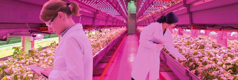 Damit die Pflanzen im Gewächshaus optimal wachsen, haben die verwendeten LEDs eine ganz spezielle Wellenlänge. Pflanzen benötigen überwiegend blaues Licht mit rund 400 bis 490 nm sowie rotes Licht mit 640 bis 700 nm für die Photosynthese und um Energie zu erzeugen.