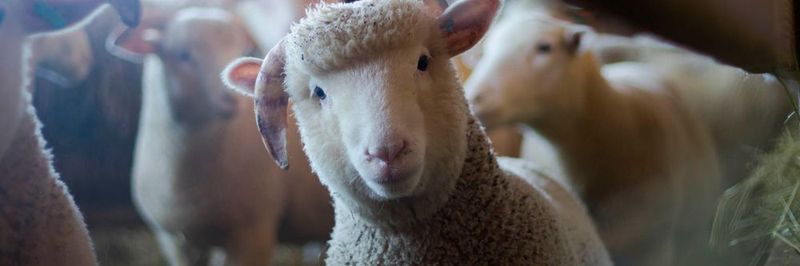 15 Startups, die die Landwirtschaft verändern können.
