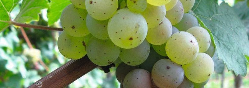 Abb. 1: Weintraube mit Botrytis cinerea infizierten Beeren