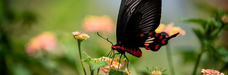 Der schwarze Schmetterling „Gewöhnliche Rose“ kann durch seine besondere Oberflächenstruktur Sonnenlicht besonders gut absorbieren.