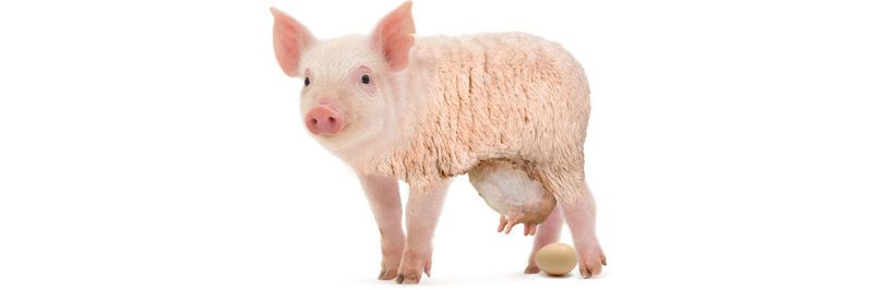 Viele Unternehmen sind offenbar auf der Suche nach der „Eierlegenden Wollmilchsau“.