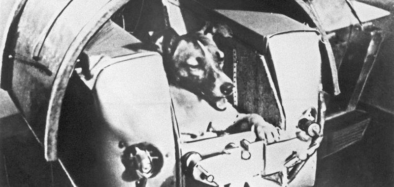 Die zweijährige Mischlingshündin Laika bei Tests in der Druckkabine (undatierte Aufnahme). Die Hündin flog im November 1957 mit der sowjetischen Rakete Sputnik II ins All.