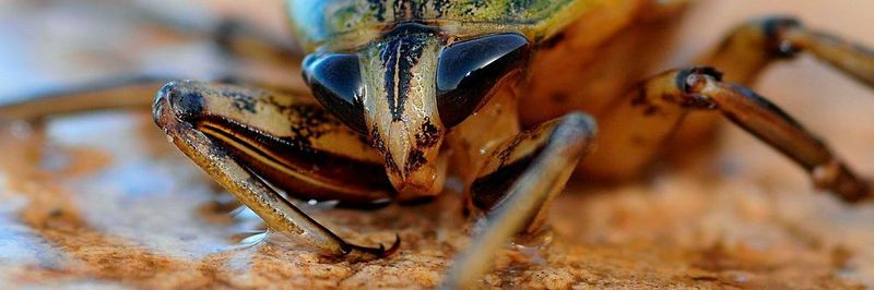 Sechsbeinige Insekten wechseln die Gangart, wenn sie schneller laufen. Das könnte auch bei Robotern sinnvoll sein.