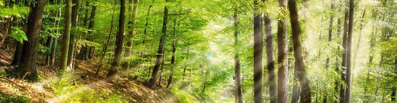 Abb. 1: Bereits fünf Minuten pro Tag im Wald zu verbringen, soll sich Forschern zufolge positiv auf das mentale Wohlbefinden auswirken [1].