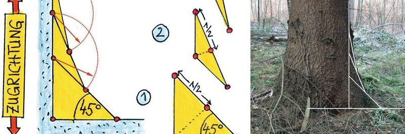 Vorgehensweise der Zugdreiecksmethode und Übereinstimmung in der Natur am Wurzelanlauf einer Fichte.