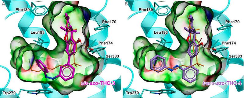Zwei lichtempfindliche THC-Derivate und wie sie sich im Cannabinoid-Rezeptor-1 einbetten.