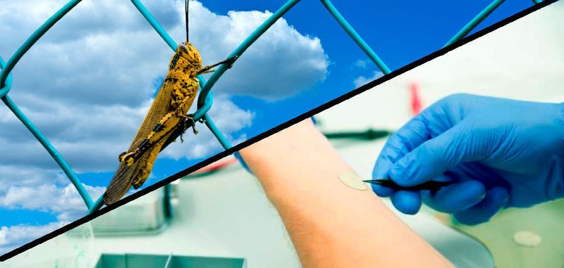 Heuschrecken können ideal auch an vertikalen Flächen kleben. Die Haftung ihrer Beine hält stabil, ist jedoch kaum spürbar. Dieses Prizip kommt nun neuartigen Elektroden für die Medizinelektronik zu Gute.