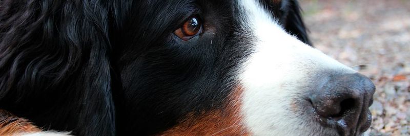 Ein siebenjähriger Berner Sennenhund mit einem Tumor auf der linken Seite des Oberkiefers hatte wenige Alternativen zu einer kompletten Entfernung des Tumors mit anschließender Rekonstruktion.
