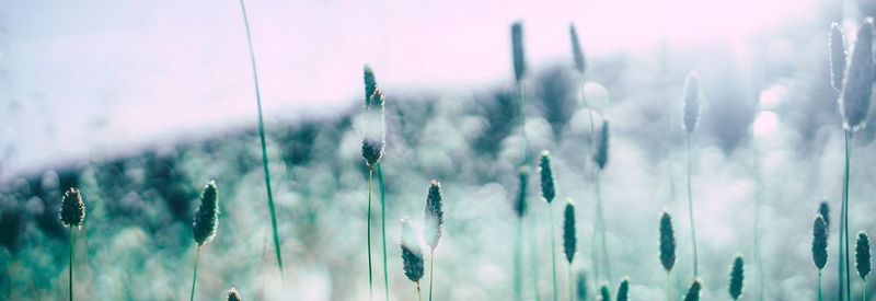Impfung gegen Gräserpollen Allergie: Vier Injektionen im ersten Jahr und einer Auffrischung im zweiten Behandlungsjahr sollen die Symptome um mindestens 25 Prozent lindern