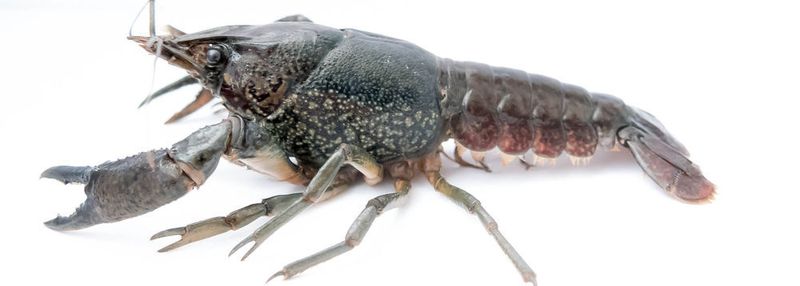 Ausgewachsener Marmorkrebs (Procambarus virginalis).