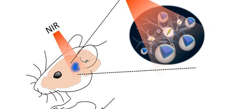 Oben: Nah-Infrarot (NIR)-Licht kann durch Hirngewebe dringen und über Nanopartikel Neuronen aktivieren. Unten: Nichtinvasive Aktivierung von Neuronen im Belohnungszentrum des Mausgehirns.