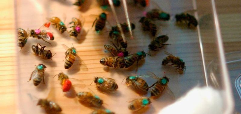 Forscher markieren Bienen, um ihr Bewegungen im Schwarm besser verfolgen zu können. Die Algorithmen, die dem Verhalten der Schwärme zugrunde liegen, können beim Lösen von Aufgaben helfen, die unvorhersehbare Faktoren enthalten.
