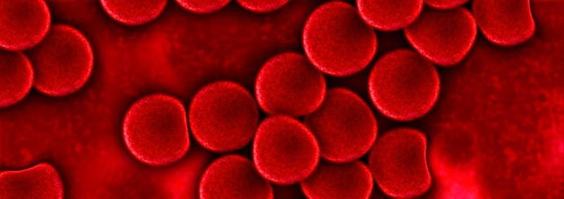 Neue Adern entstehen nur dann, wenn im Körper ein Blutfluss registriert wird. PIEZO 1 ist der Sensor, der das strömende Blut wahrnimmt.