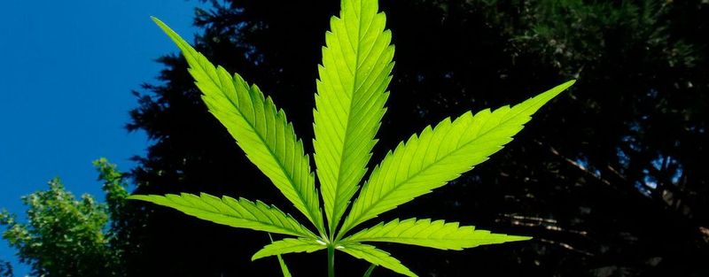 Von Cannabis als Medizin gegen Krebs ist viel die Rede. Doch noch ist zu wenig bekannt über die Wirkung der Cannabinoide im Körper. Grazer ForscherInnen haben untersucht, wie sich Hanf-Substanzen bei Dickdarmkrebs auswirken.
