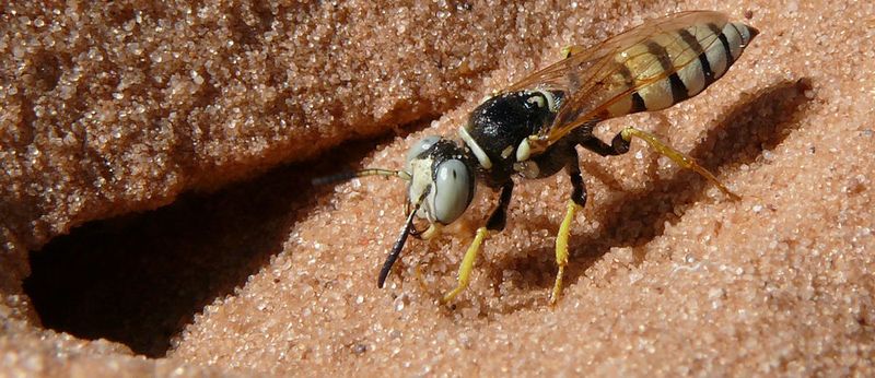 Weiblicher Bienenwolf der Art Philanthus basilaris vor seinem Nesteingang in Utah/USA. Drei Gattungen dieser solitären Grabwespen kultivieren symbiotische Streptomyces Bakterien, die den Wespennachwuchs vor krankheitserregenden Pilzen schützen, indem sie eine Mischung aus bis zu 45 verschiedenen Antibiotika produzieren.