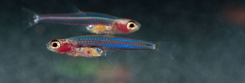 Das ist der kleinste Fisch der Welt: Paedocypris carbunculus aus den Torfsumpfwäldern Zentral-Kalimantans, Borneo.