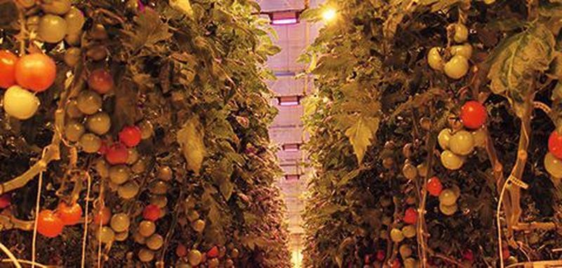 Spezielles LED-Licht sowie Künstliche Intelligenz im Gewächshaus sollen dabei helfen, dass Tomaten ideale Bedingungen geboten bekommen.