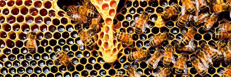 Bienen leisten einen wichtigen Beitrag in unserem Ökosystem.