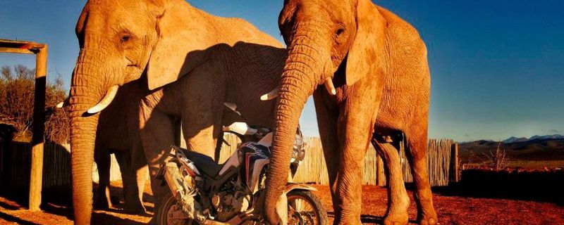 Passt perfekt ins Bild – Die Africa Twin und ein Elefantenpaar.
