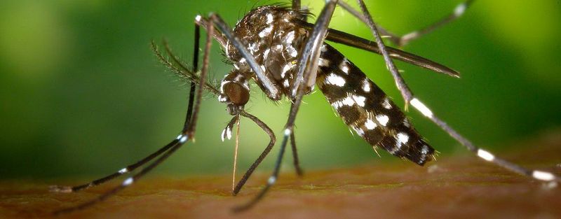 Die Asiatische Tigermücke kann auch bei relativ milden Temperaturen von 18°C gefährliche Chikungunya-Viren vermehren. Somit wäre auch in Deutschland eine Ausbreitung dieses Krankheitserregers denkbar.