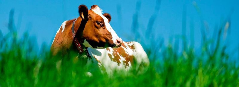 Die Menge der in der Tiermedizin abgegebenen Antibiotika in Deutschland sank im Jahr 2017 um 1,2 % auf 733 Tonnen. (Symbolbild)