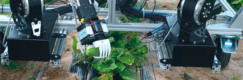 Robolink bei der Gurkenernte: Der Prototyp des Dual-Arm-Robotersystems bei ersten Feldtests.