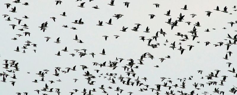 Vogelschwärme sind nicht selten der Grund für Unfälle an Flughäfen gewesen.