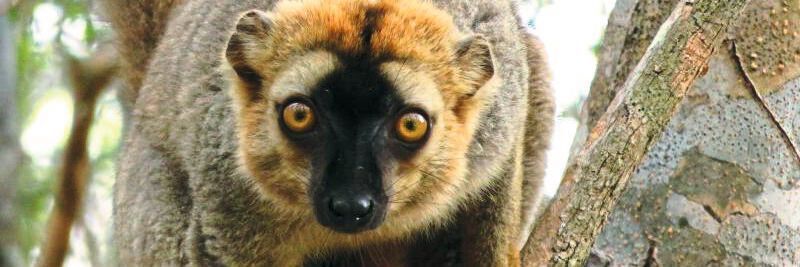 Ein männlicher Rotstirnmaki (Eulemur rufifrons) auf einem Baum in Madagaskar