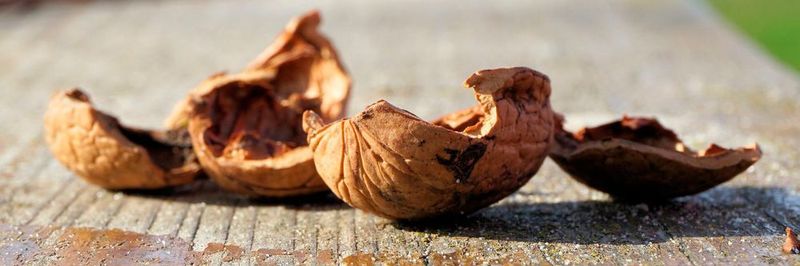 Eine der größten Herausforderungen bei der Entwicklung neuer biobasierter Produkte besteht darin, sowohl nachhaltige als auch wettbewerbsfähige Biomasse zu finden. Eine Lösung könnten Reststoffe und Abfallprodukte aus der Forst- und Landwirtschaft sein, zum Beispiel Rinde, Stroh oder Nussschalen.