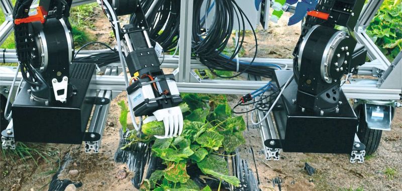 Robolink bei der Gurkenernte: Der Prototyp des Dual-Arm-Robotersystems bei ersten Feldtests.