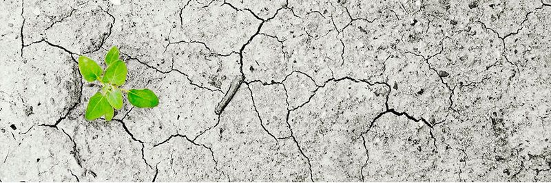 Die Nachfrage nach Nahrungsmitteln wächst, gleichzeitig hinterlässt der Klimawandel immer mehr unfruchtbare Böden. Der Einsatz künstlicher Intelligenz könnte helfen, die Erträge in der Landwirtschaft zu steigern.