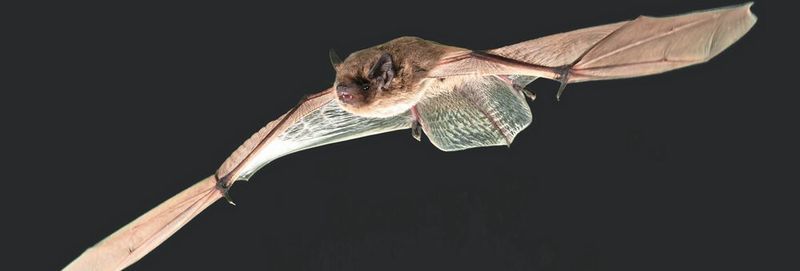 Fliegende Rauhautfledermaus (Pipistrellus nathusii)
