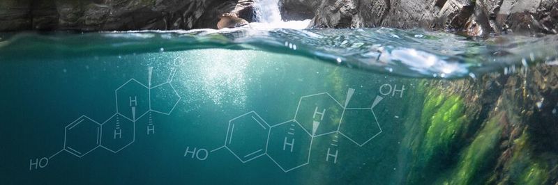 Abb. 1: Die Steroidhormone 17 α -Ethinylestradiol (EE2), 17 β -Estradiol (E2) und Estron (E1) werden über menschliche Ausscheidungen ins Abwasser und somit auch in Oberflächengewässer eingetragen.