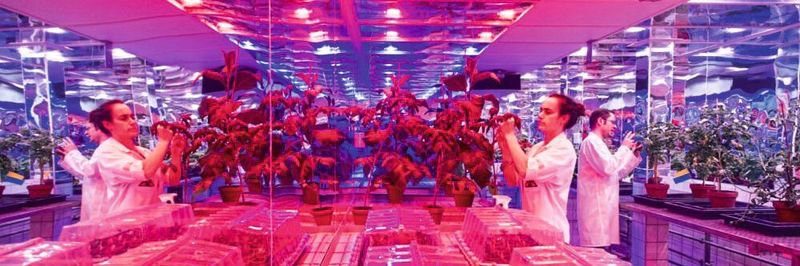Auf die Pflanzen abgestimmte Lichtfarbe und Spiegel an den Wänden sorgen für eine optimale Ausnutzung der Beleuchtung.