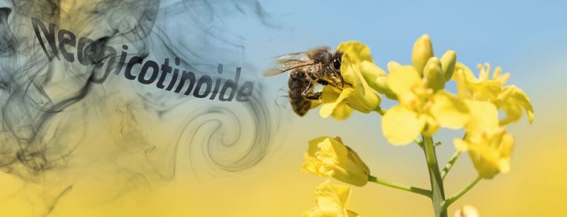 Abb. 1: Weil sie nicht nur Schadinsekten, sondern auch Nützlinge wie Bienen schädigen, hat die EU den Feldeinsatz von drei Insektiziden aus der Gruppe der Neonicotinoide verboten.