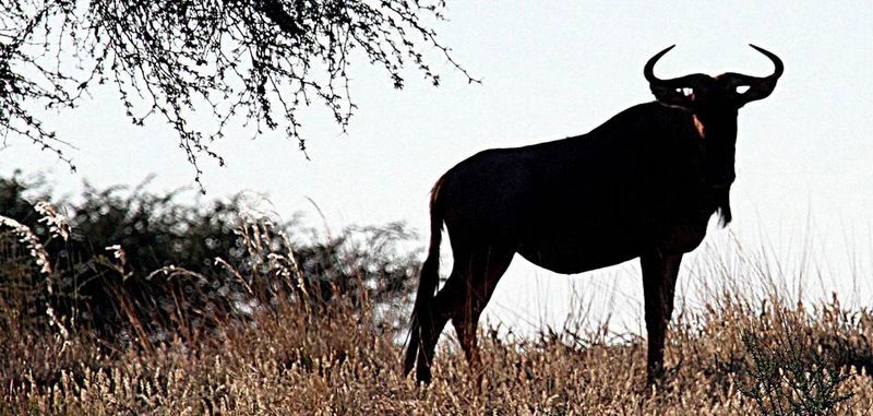 "GNU ist nicht UNIX": Mit der Ankündigung der Entwicklung eines freien Betriebssystems, dessen Code für alle Zeiten frei bleiben sollte, begann vor 35 jahren das Entwicklerprinzip der "Freien Software", aus dem später einmal "Open Source" hervorgehen sollte.