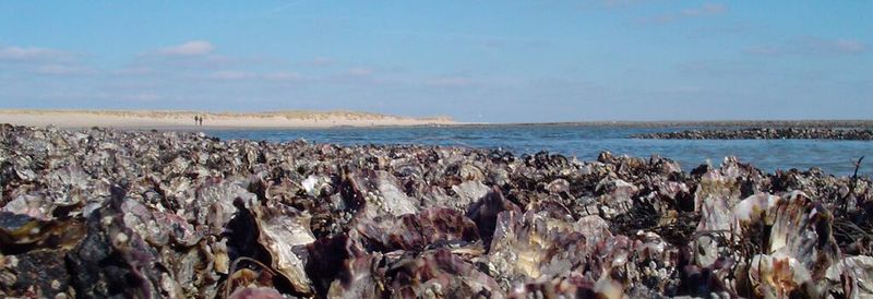 Die Austernbänke vor Sylt wurden bislang von Massensterben durch Vibrionen verschont.